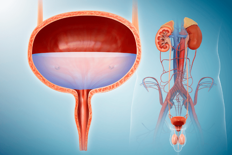 What kind of bladder symptoms can you have?