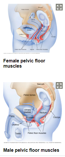 Pelvic Floor Muscle Exercises, Best Reusable Underwear for Urinary Incontinence