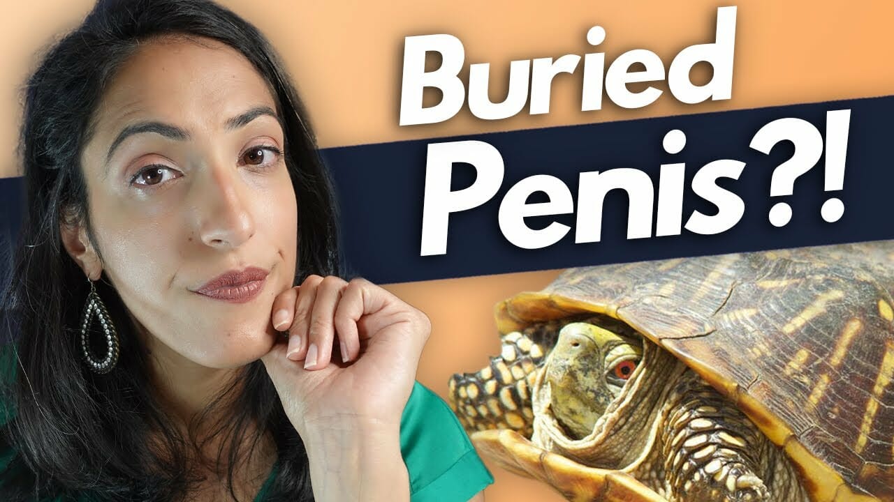What to do if you can’t see your penis?! | Buried penis