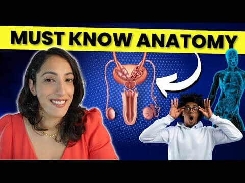 Understanding Male Genital Anatomy: The Ultimate SexEd Class