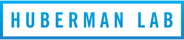 Huberman Lab Logo